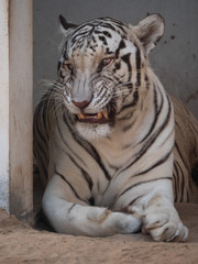 White Bengal Tiger held in captivity