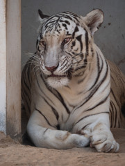 White Bengal Tiger held in captivity