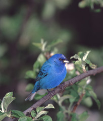 Indigo Bunting (Passerina Cyanea) Male