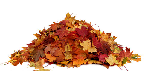 Pile of autumn colored leaves isolated on white background.A heap of different maple dry leaf .Red, yellow and colorful foliage - obrazy, fototapety, plakaty
