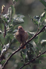 Indigo Bunting (Passerina Cyanea) Female