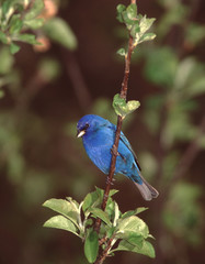 Indigo Bunting (Passerina Cyanea) Male