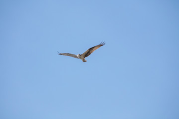 Falcon