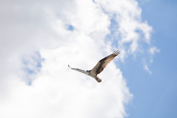 Falcon
