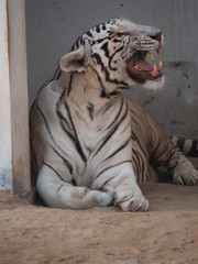 White Bengal Tiger held in captivity