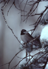 Mountain Chickadee (Poecile Gambeli)