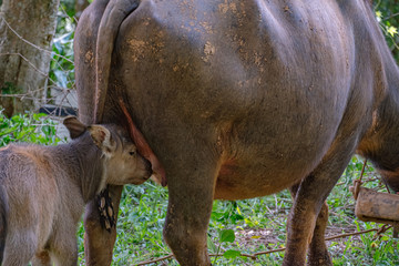 The calf is sucking the mother's milk in the garden