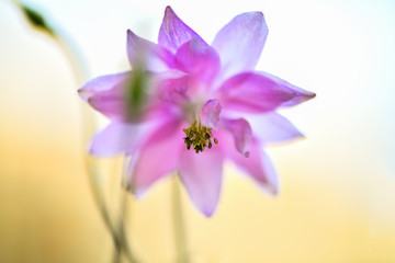Blurry photo. Macro. Pink Aquilegia flower on a light background in the garden.