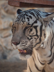 White Bengal Tiger held in captivity