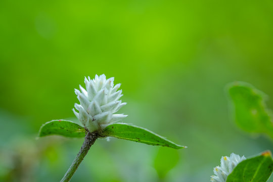 Gomphrena celosioides on blurred green background