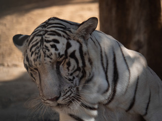 White Bengal Tiger held in captivity