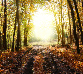 Obraz premium Fantasy background . Magic forest.Beautiful autumn landscape.