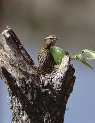 Red-Winged Blackbird (Agelaius Phoeniceus)
