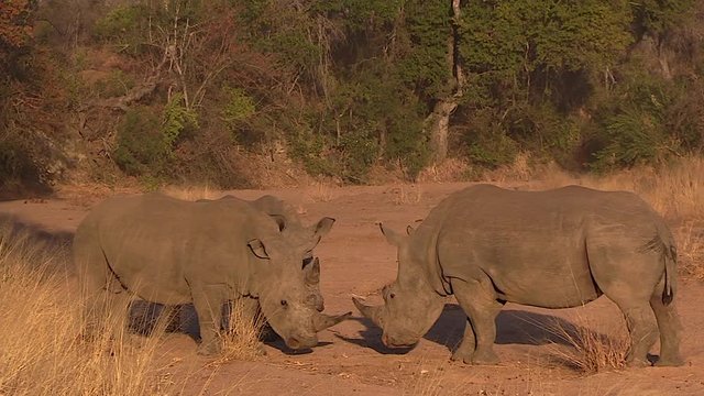 White Rhinos have a territorial dispute as they butt heads in a riverbed at the Greater Kruger National Park in Africa.