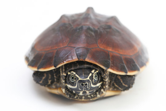 The Malayan snail-eating turtle (Malayemys macrocephala) is a species of turtle in Malayemys genus of the family Geoemydidae isolated on white background