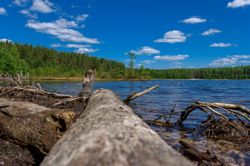Fototapeta na wymiar Old log in the water of a forest lake. Nice view from the shore of the lake.