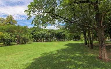 Fototapeta na wymiar Lawn in the garden, nature, trees, bright green