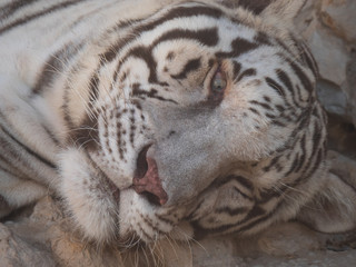 White Bengal Tiger held in captivity