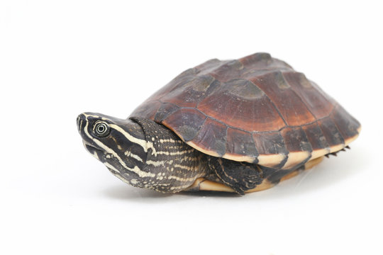 The Malayan snail-eating turtle (Malayemys macrocephala) is a species of turtle in Malayemys genus of the family Geoemydidae isolated on white background