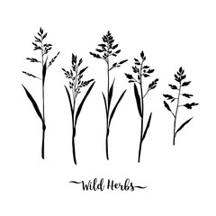 Grass black silhouettes, Wild herbs isolated, Meadow grass. Vector botanical illustration