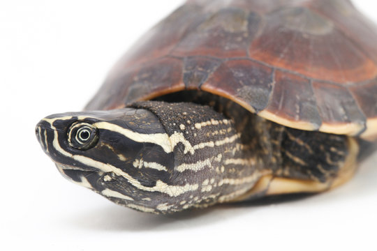 The Malayan snail-eating turtle (Malayemys macrocephala) is a species of turtle in Malayemys genus of the family Geoemydidae isolated on white background