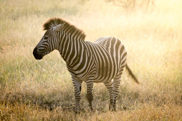 Fototapeta na wymiar Sun lit Zebra standing in the African grassland of Kruger National Park in South Africa, during morning sunrise