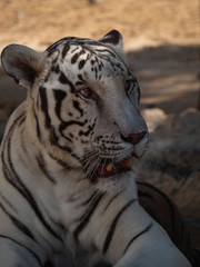 White Bengal Tiger held in captivity