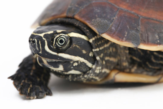The Malayan snail-eating turtle (Malayemys macrocephala) is a species of turtle in Malayemys genus of the family Geoemydidae isolated on white background