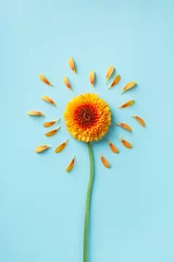Poster Beautiful yellow gerbera flower with petals on blue. Autumn sunny day concept. Creative idea in flat lay style. © juliasudnitskaya