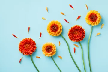 Selbstklebende Fototapeten Gerbera Creative nature composition of beautiful yellow and orange gerbera flowers with petals on blue background. Autumn concept. Flat lay style.  © juliasudnitskaya