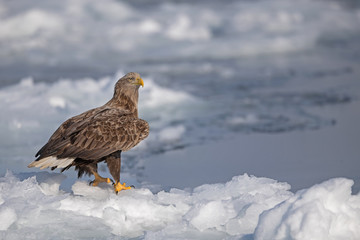 The white-tailed eagle (Haliaeetus albicilla) is a very large eagle widely distributed across Eurasia.  Clicked Rausu Japan