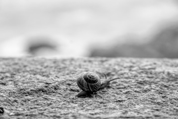 Snail on Tour