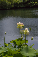 Lewis Ginter Botanical Garden, Richmond, Virginia, USA - 288453996