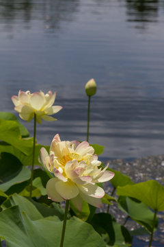 Lewis Ginter Botanical Garden, Richmond, Virginia, USA