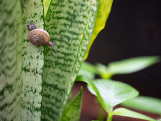 A tiny snail on the leaves