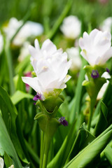Siam tulips or Dok krachiao (Curcuma alismatifolia) are blooming very beautiful in the garden outdoors.