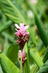 Siam tulips or Dok krachiao (Curcuma alismatifolia) are blooming very beautiful in the garden outdoors.