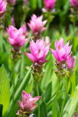 Obraz na płótnie Canvas Field of siam tulips or Dok krachiao (Curcuma alismatifolia) are blooming very beautiful in the garden outdoors.