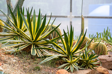 Fototapeta premium Various types of Cactus in the glass house