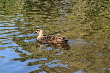 Pacific Black Duck in southeast Queensland