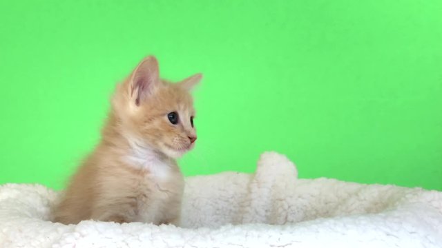 4K HD video of one adorable Orange buff kitten on sheepskin bed watching viewer looking back and forth at items flying in the air. Green Screen. Animal antics