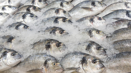 A bunch of fresh Barramundi, white perch, silver perch on a bed of ice sold in the market