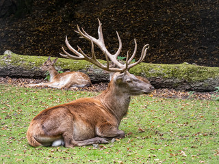 Obraz premium Germany Harz a resting roebuck on the fields