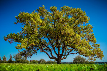 Big green tree