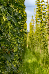 Fototapeta na wymiar Alley inside tall green hops field. Hop field before the harvest, Czech republic.