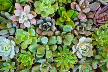 Group colorful of succulent in orange pot for background