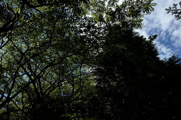 What do you say to taking a walk in the park?