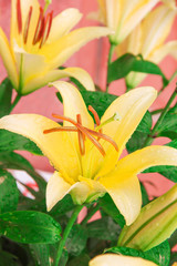 Fresh  yellow lily with water drops blooming in the morning , sweet color flowers in nature garden green leaf background