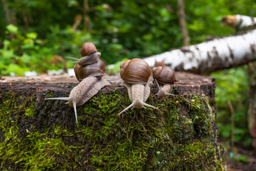A family of snails making their way down a mossy stump amidst old, thick forest.
