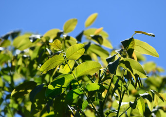 Walnut foliage close-up. The leaves are lit by the sun.